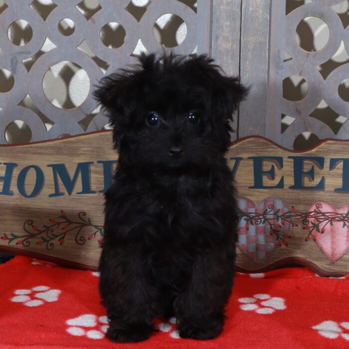 Bella Teacup Yorkie-Poo Puppy - Image 2
