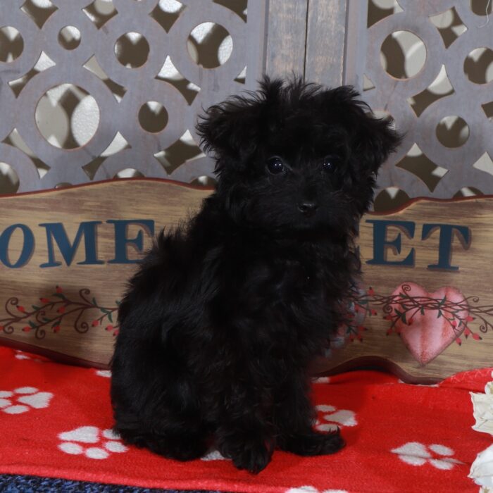 Bella Teacup Yorkie-Poo Puppy - Image 3