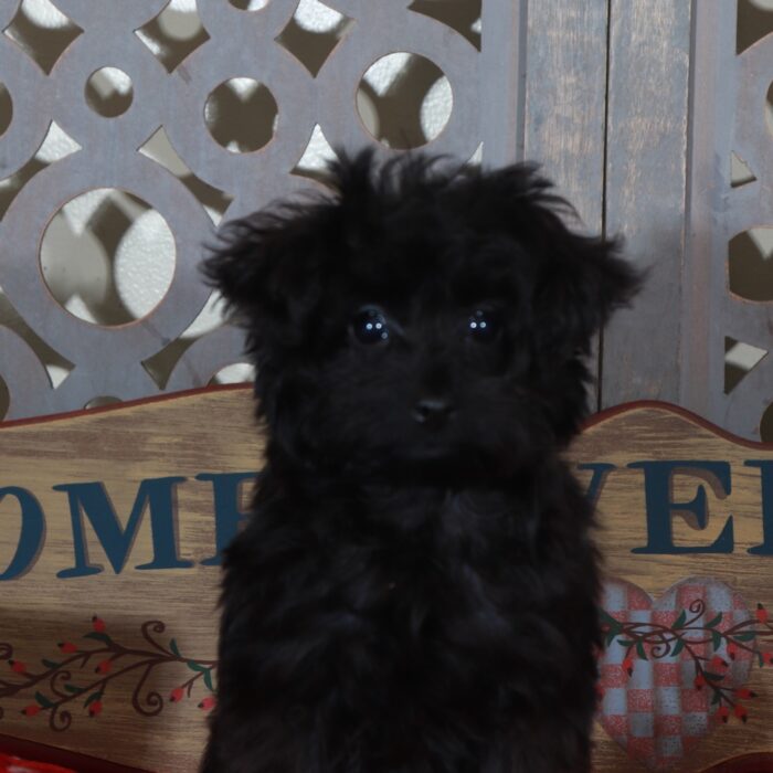 Bella Teacup Yorkie-Poo Puppy - Image 4