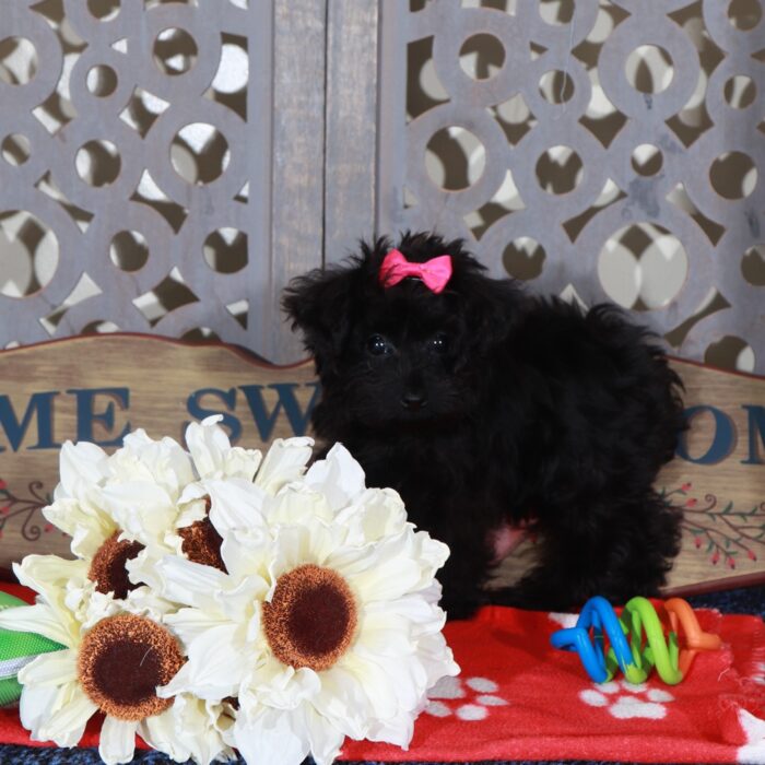 Bella Teacup Yorkie-Poo Puppy - Image 5