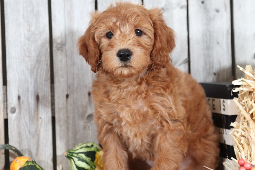 Bella - Beautiful Mini Goldendoodle - Puppies Online