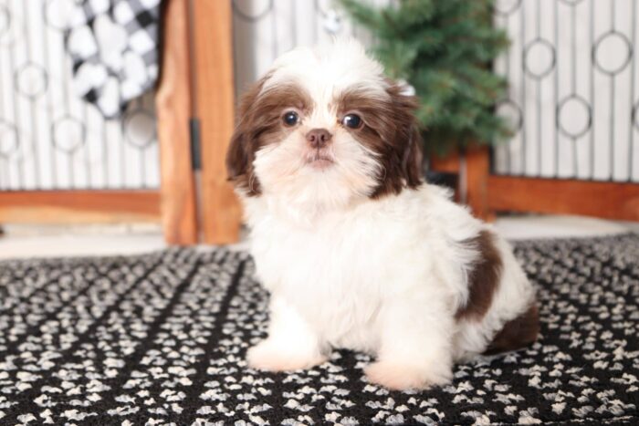 Belle- Sweet Little ACA Female Shih Tzu Puppy