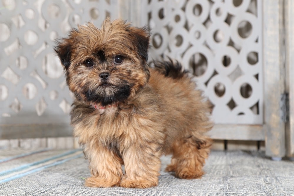 teacup shih poo puppies