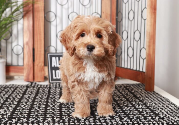 Ben- Fun Little Male F1 Cockapoo Puppy