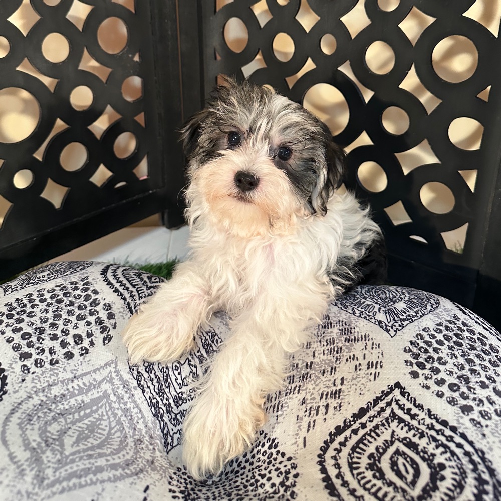 Benji -Adorable Male Havanese Puppy