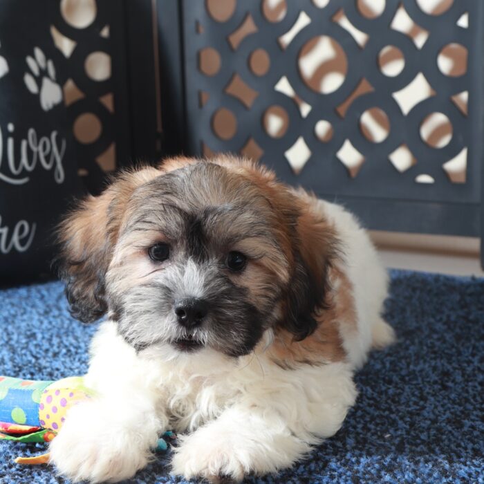 Benji- Dazzling male Teddy Bear - Image 3
