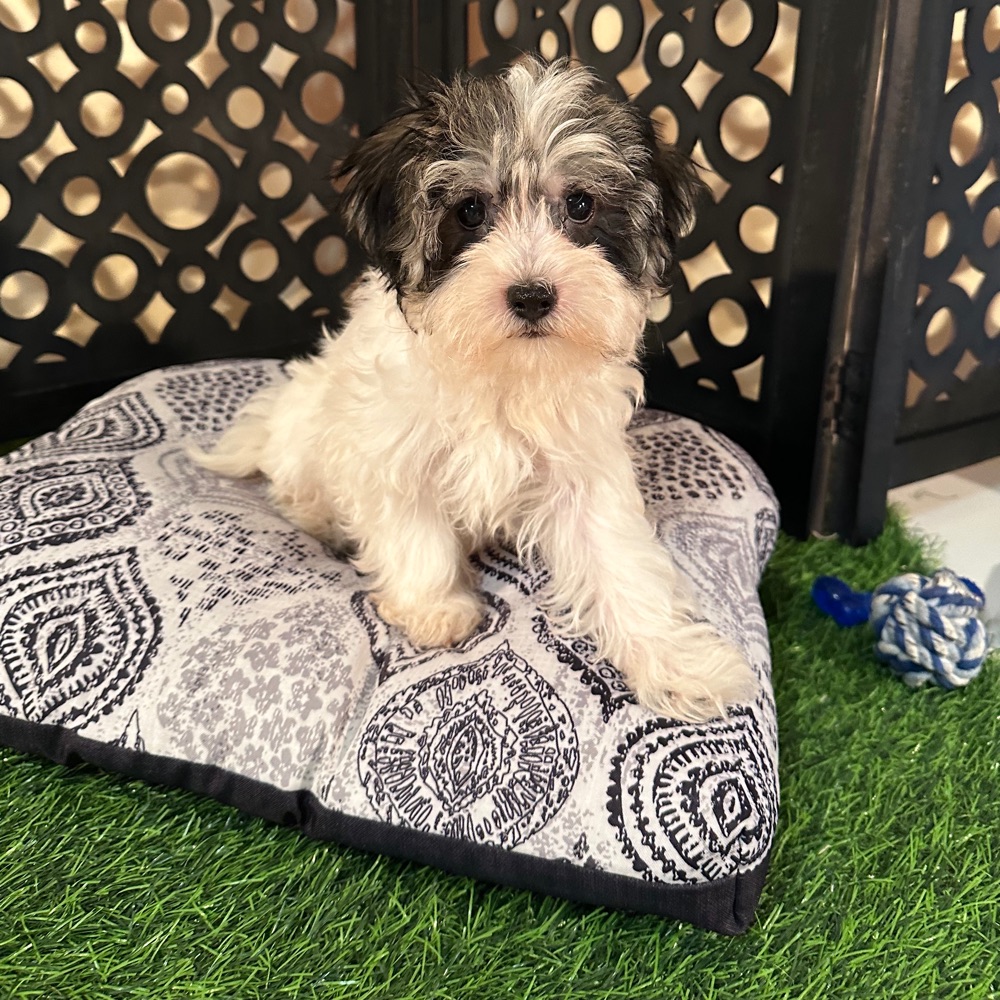 Benji -Adorable Male Havanese Puppy - Image 2