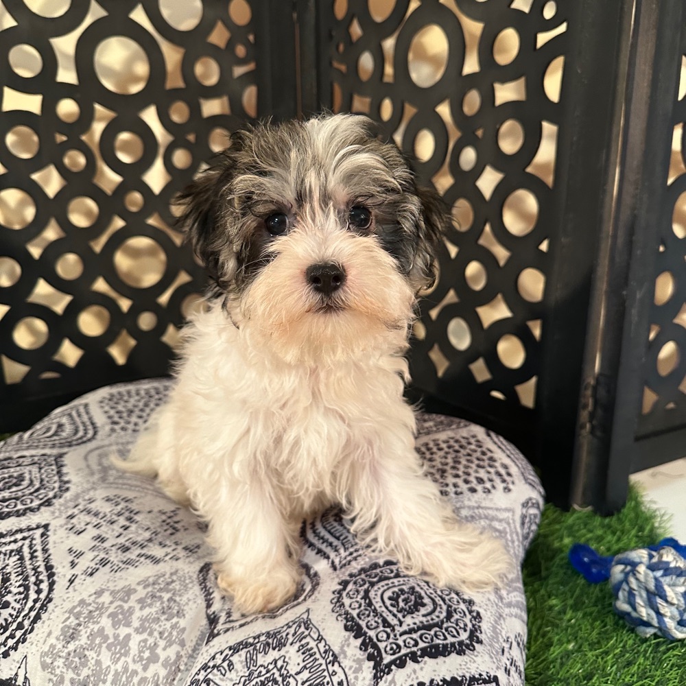 Benji -Adorable Male Havanese Puppy - Image 3