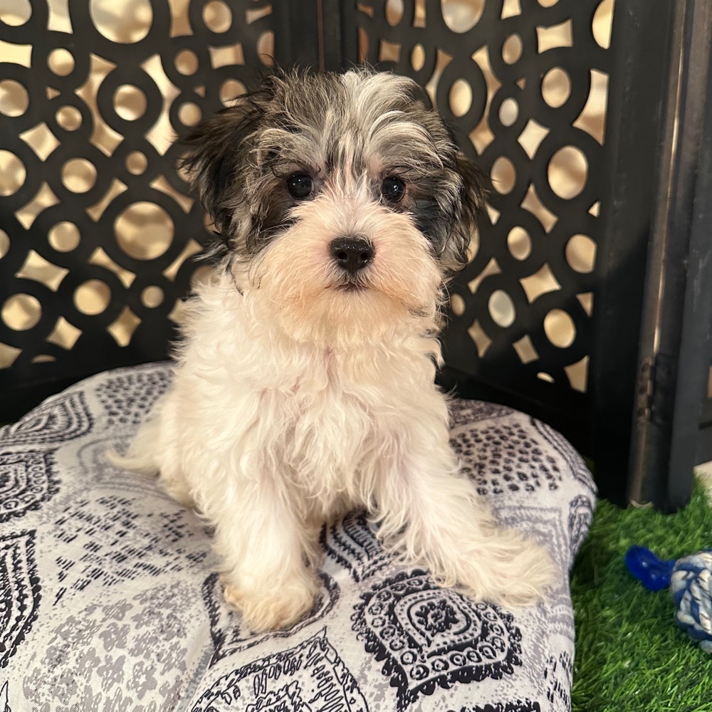 Benji -Adorable Male Havanese Puppy - Image 4