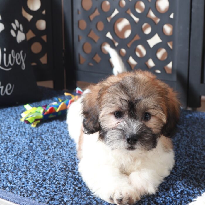 Benji- Dazzling male Teddy Bear