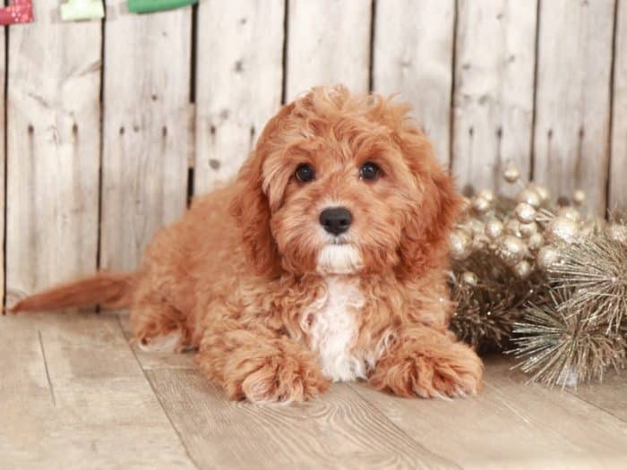 Benji Precious Cavapoo