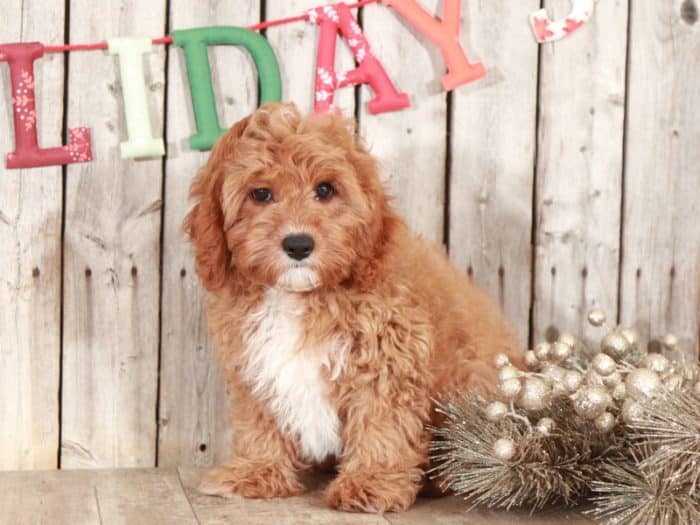 Benji Precious Cavapoo - Image 4