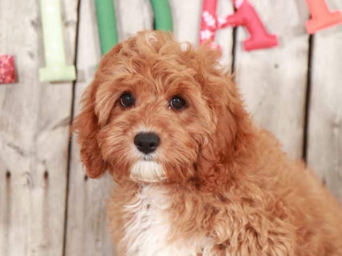 Benji Precious Cavapoo - Image 3