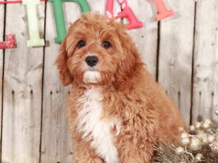 Benji Precious Cavapoo - Image 2