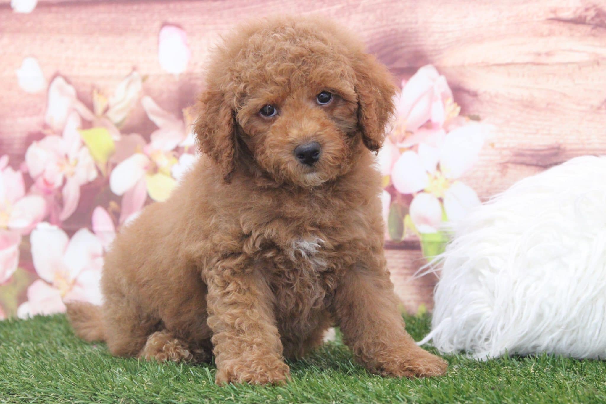 Bert- Perfect Red Male F1B Mini Goldendoodle Puppy
