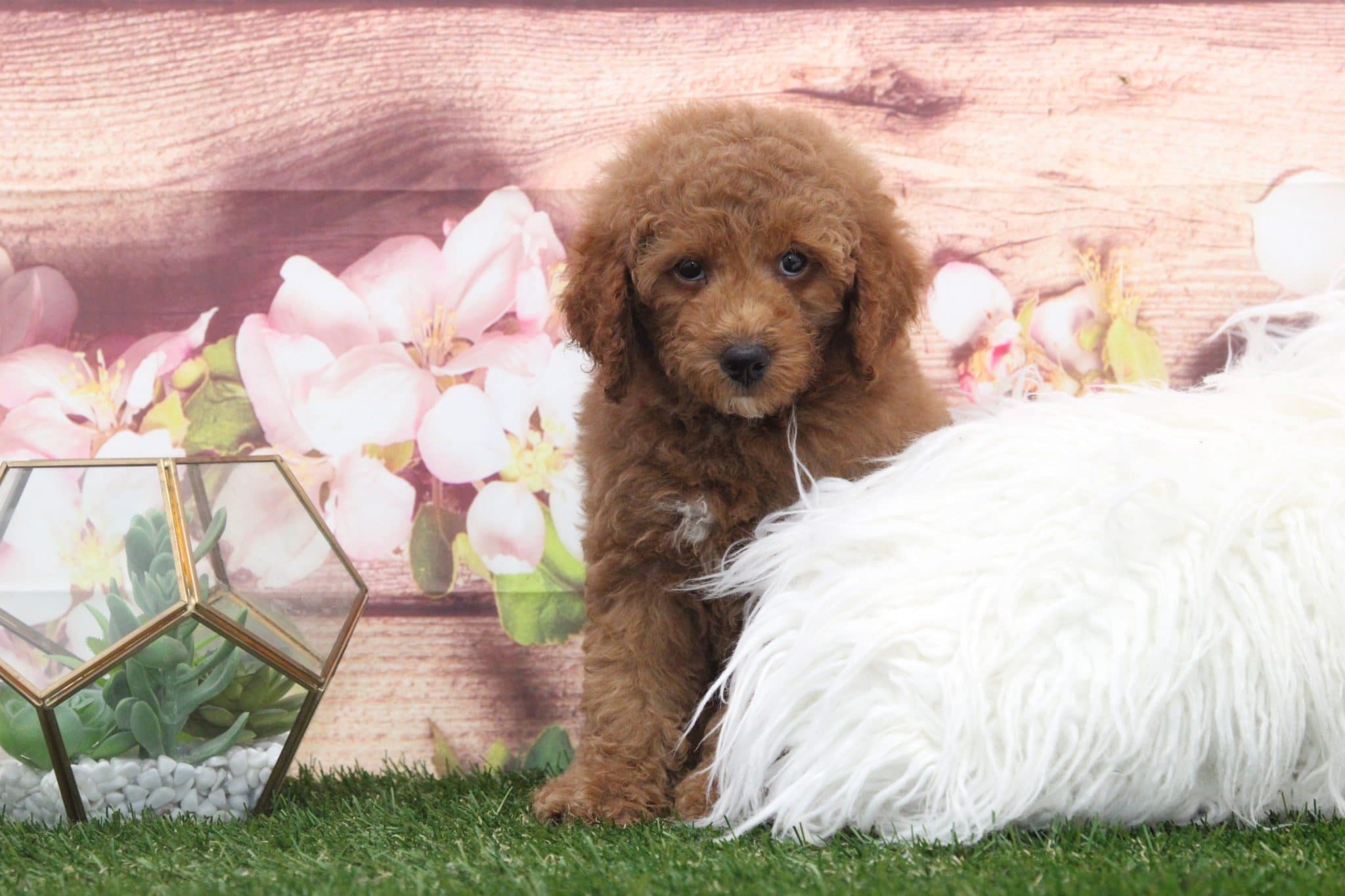 Bert- Perfect Red Male F1B Mini Goldendoodle Puppy - Image 3