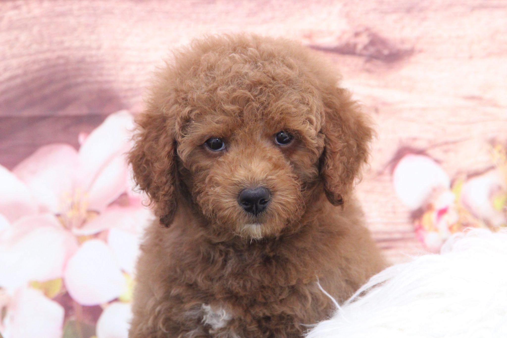 Bert- Perfect Red Male F1B Mini Goldendoodle Puppy - Image 4