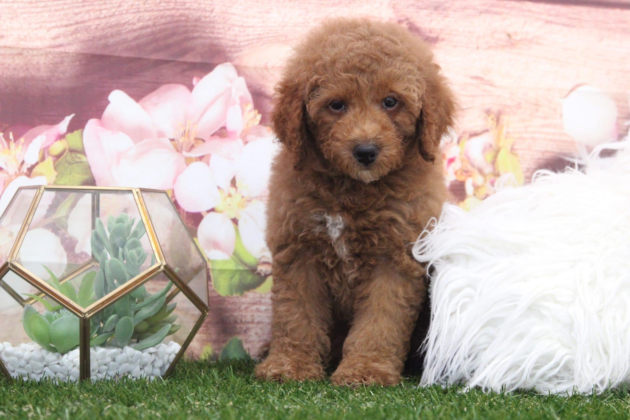 Bert- Perfect Red Male F1B Mini Goldendoodle Puppy - Image 5