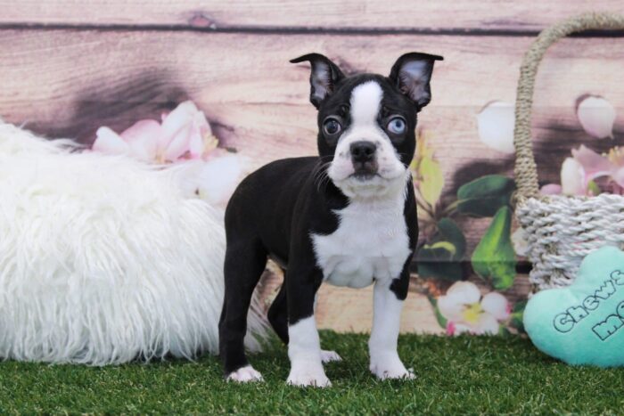 Bertha- Rare Unique Blue Eye'd Female Boston Terrier Puppy - Image 2