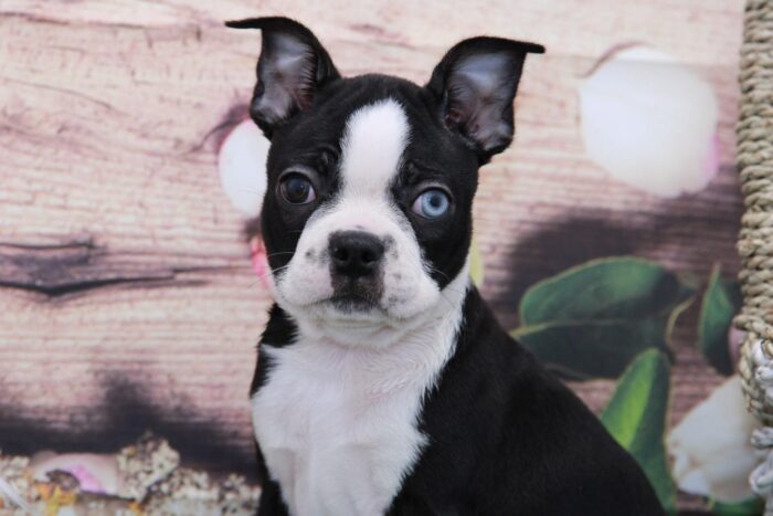 Bertha- Rare Unique Blue Eye'd Female Boston Terrier Puppy