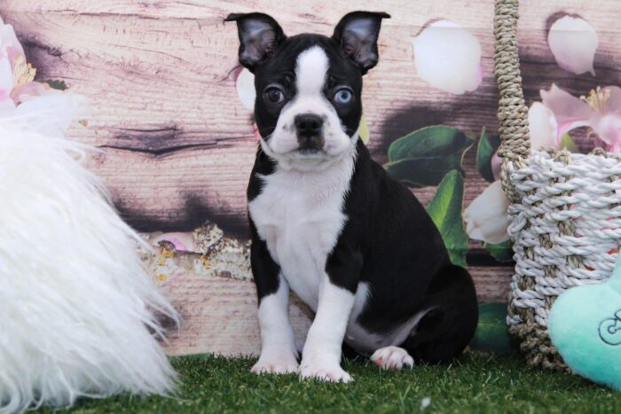 Bertha- Rare Unique Blue Eye'd Female Boston Terrier Puppy - Image 4