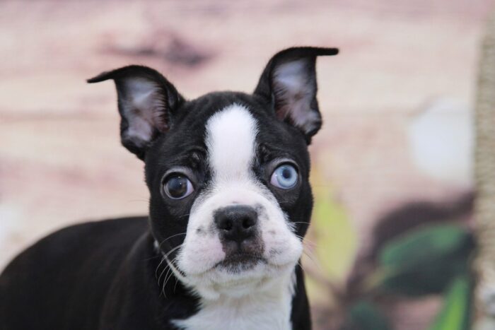 Bertha- Rare Unique Blue Eye'd Female Boston Terrier Puppy - Image 5