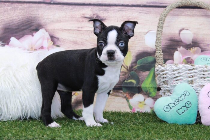 Bertha- Rare Unique Blue Eye'd Female Boston Terrier Puppy - Image 6
