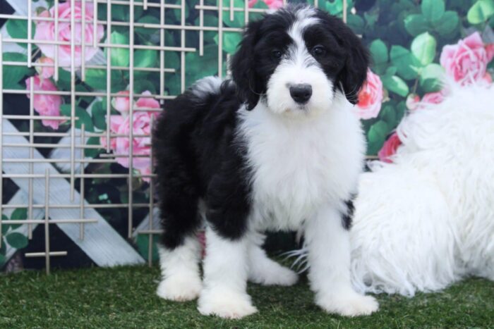 Bert - Eccentric Male Sheepadoodle Puppy - Image 2