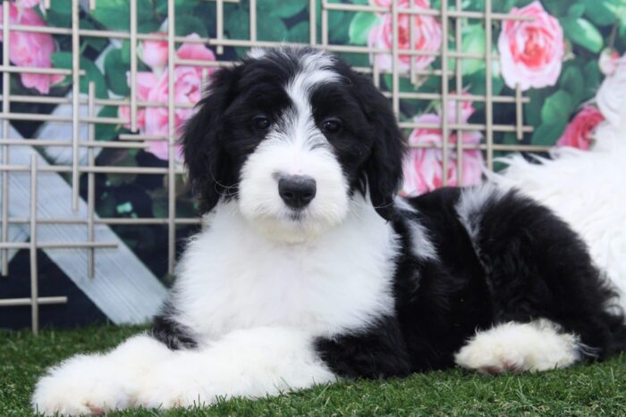 Bert - Eccentric Male Sheepadoodle Puppy - Image 3