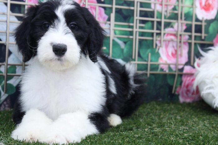 Bert - Eccentric Male Sheepadoodle Puppy - Image 4