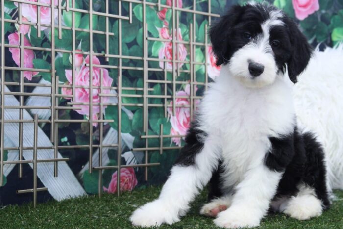 Bert - Eccentric Male Sheepadoodle Puppy