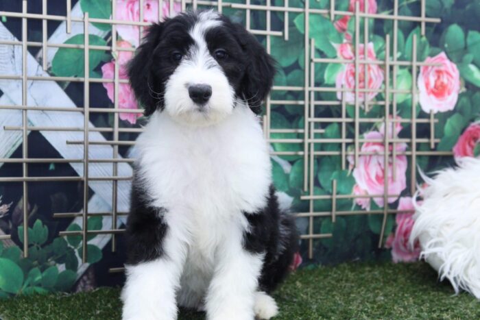 Bert - Eccentric Male Sheepadoodle Puppy - Image 6