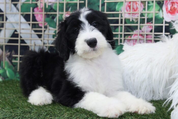 Bert - Eccentric Male Sheepadoodle Puppy - Image 7
