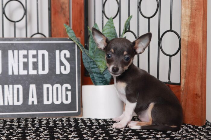 Beth- Fun Little Female TEACUP ACA Blue Short Haired Chihuahua Puppy