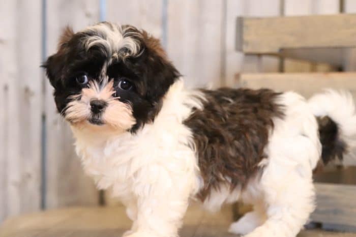 Billie - Darling, Female, ShihPoo