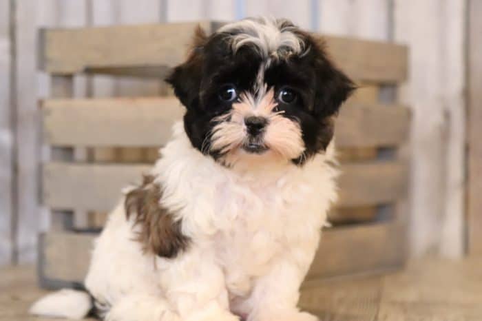 Billie - Darling, Female, ShihPoo - Image 2