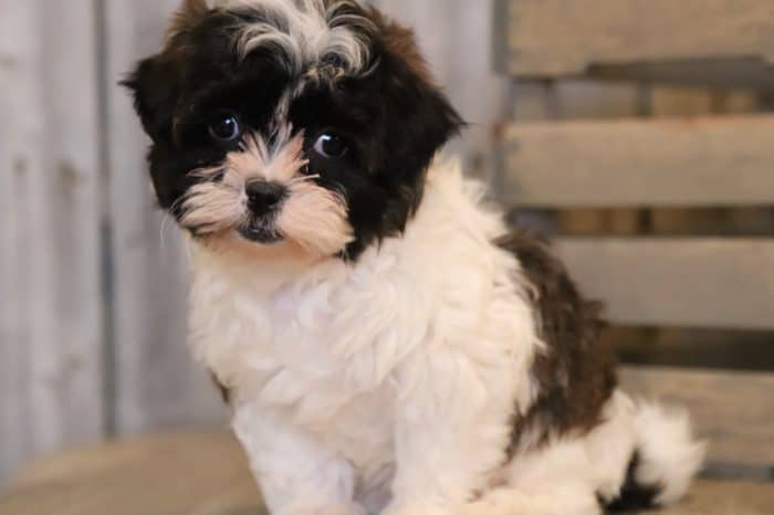 Billie - Darling, Female, ShihPoo - Image 3