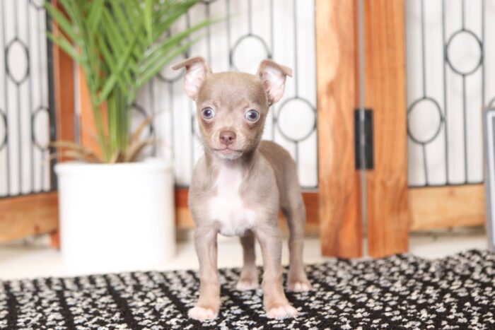 Birdie- Cheeky Little Female ACA Chihuahua Puppy
