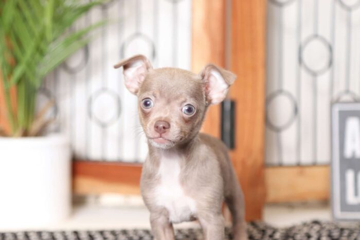 Birdie- Cheeky Little Female ACA Chihuahua Puppy - Image 2