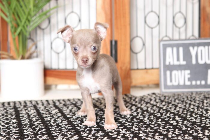 Birdie- Cheeky Little Female ACA Chihuahua Puppy - Image 3