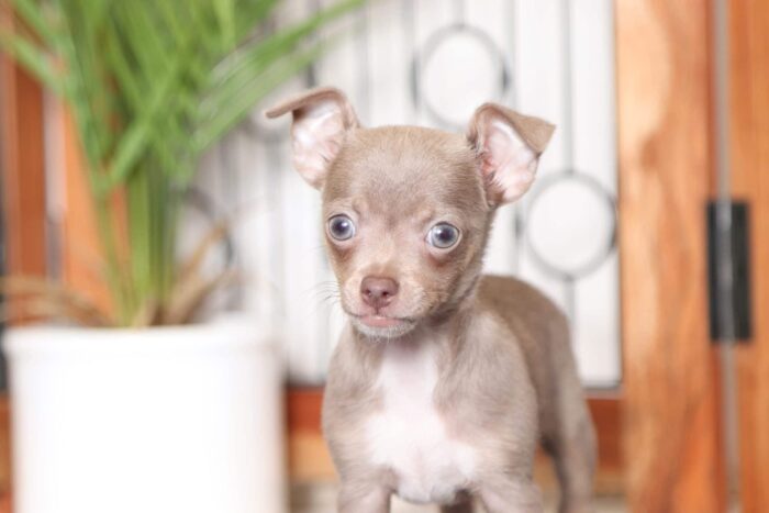 Birdie- Cheeky Little Female ACA Chihuahua Puppy - Image 4