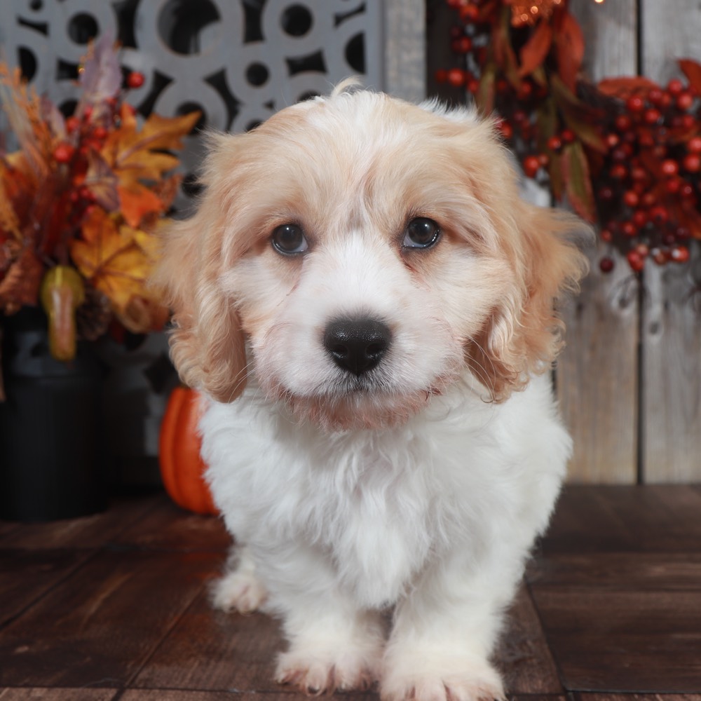 Biscuit