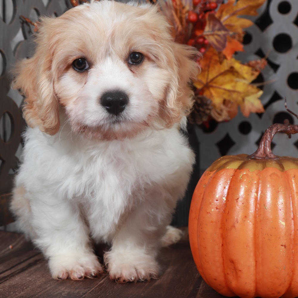 Puppy