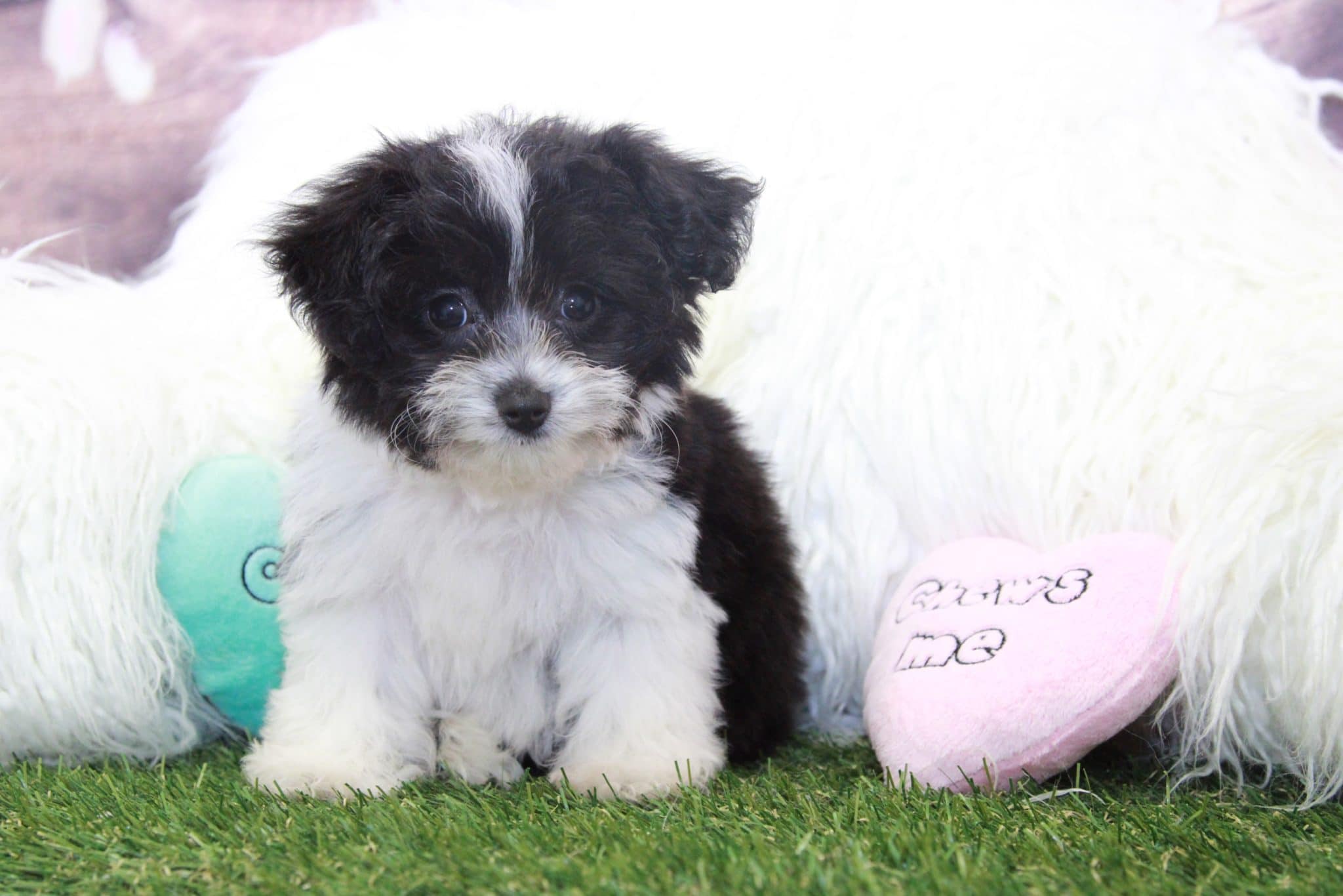 Blake- Charming Male Toy Aussie Poo Puppy - Puppies Online