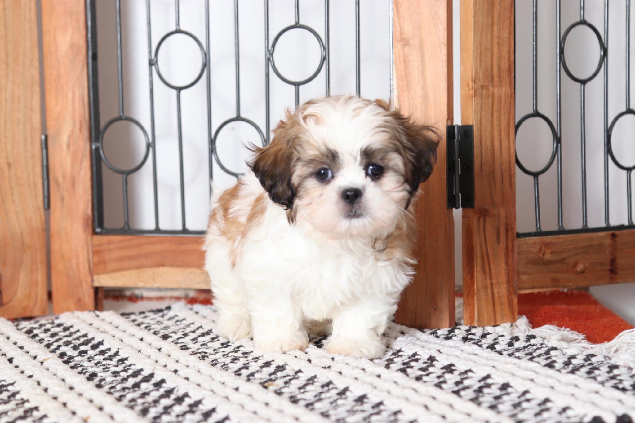 Blake - Spunky Tri-Colored Male Shih-Tzu Puppy - Image 3
