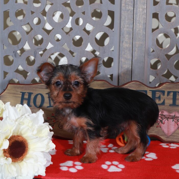 Blaze Handsome Toy Yorkie