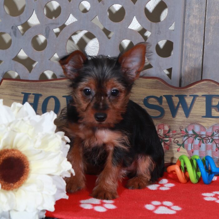 Blaze Handsome Toy Yorkie - Image 3