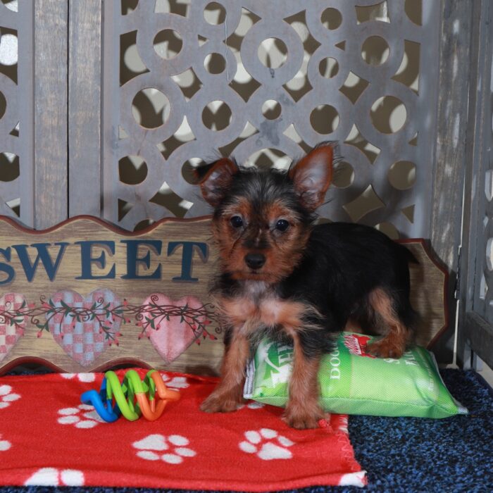 Blaze Handsome Toy Yorkie - Image 4