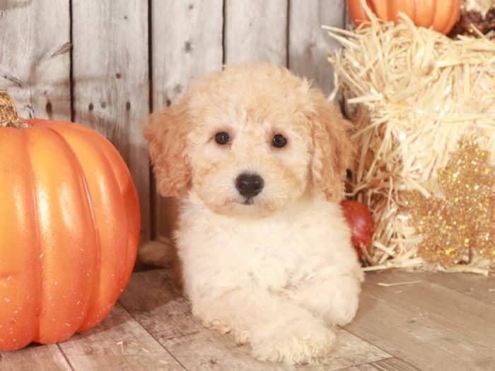 Goldendoodle puppy