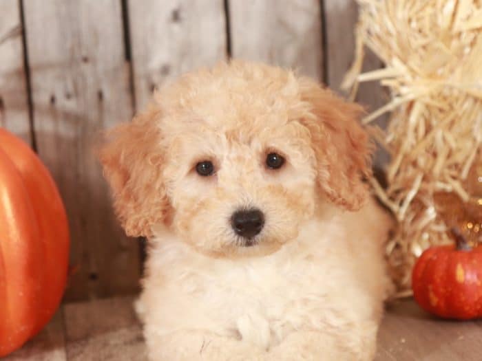 Goldendoodle puppy